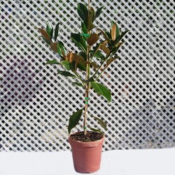 Magnolia grandiflora