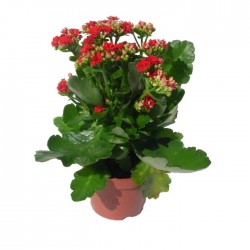 Kalanchoe calandiva