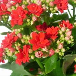 Kalanchoe calandiva