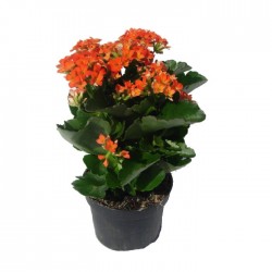 Kalanchoe 