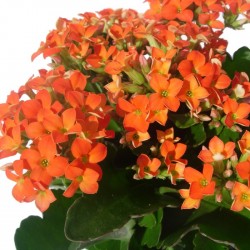 Kalanchoe 