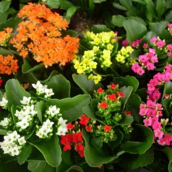 Kalanchoe 