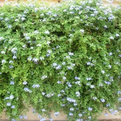 Plumbago capensis