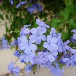 Plumbago capensis