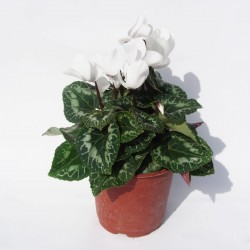 Cyclamen