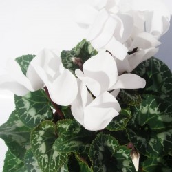 Cyclamen