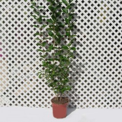 Ligustrum troanilla