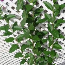 Ligustrum troanilla