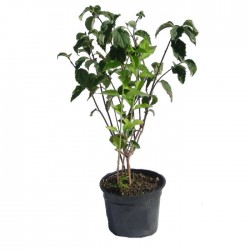 Celinda philadelphus snowflave