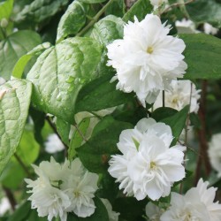 Celinda philadelphus snowflave