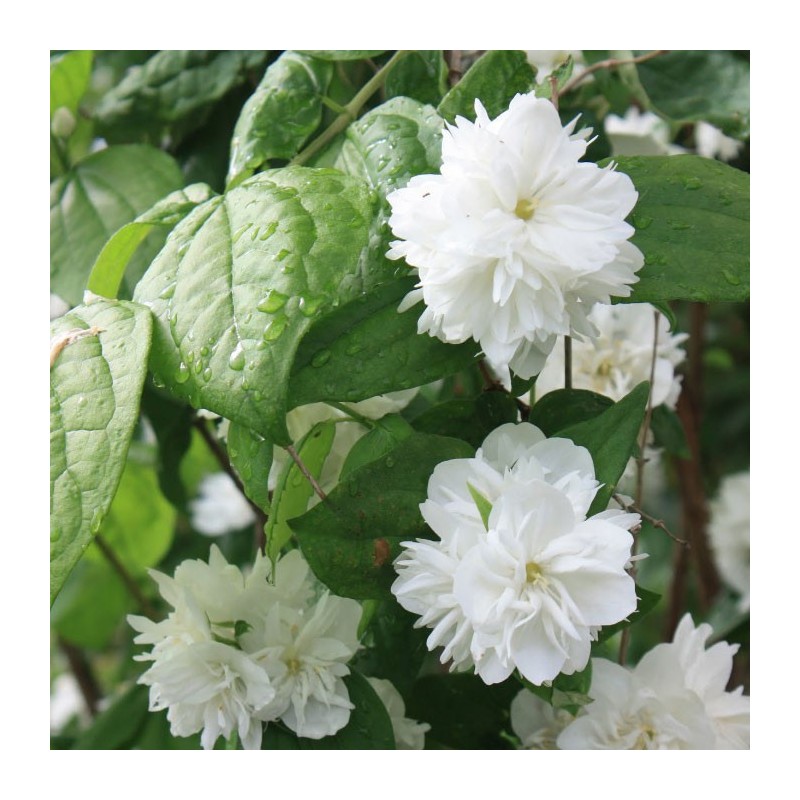 Celinda philadelphus snowflave