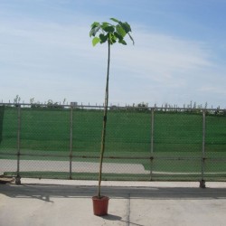 Paulownia tomentosa