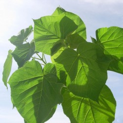 Paulownia tomentosa