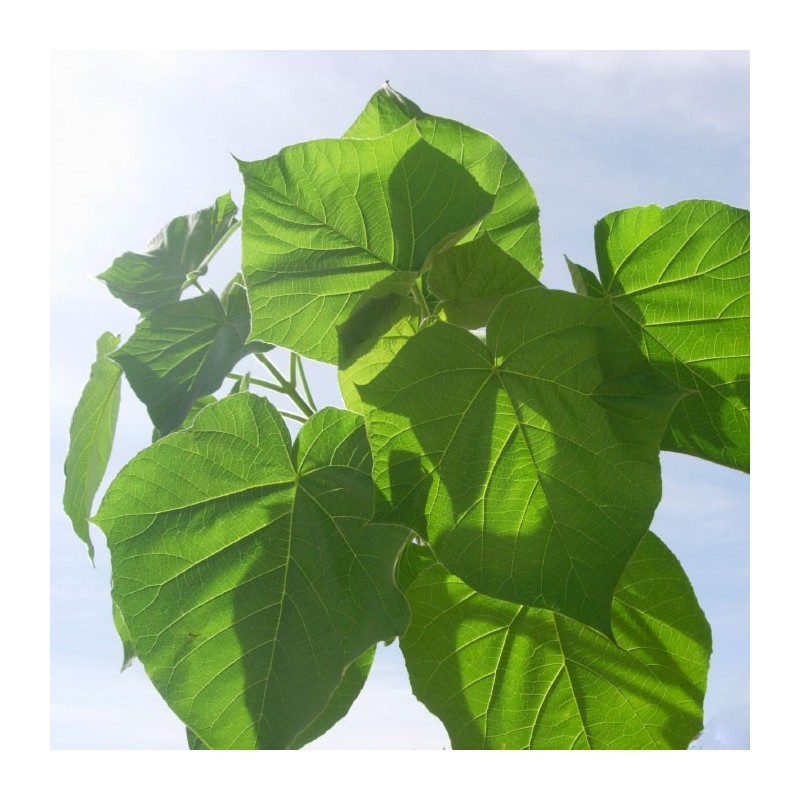 Paulownia tomentosa