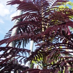 Albicia Julibrisin Summer Chocolate
