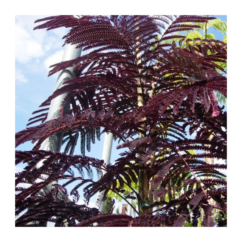 Albicia Julibrisin Summer Chocolate