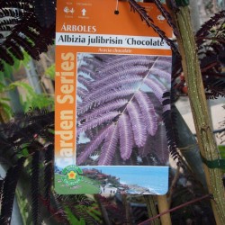 Albicia Julibrisin Summer Chocolate