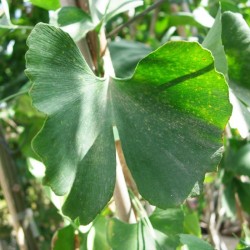 Ginkgo biloba
