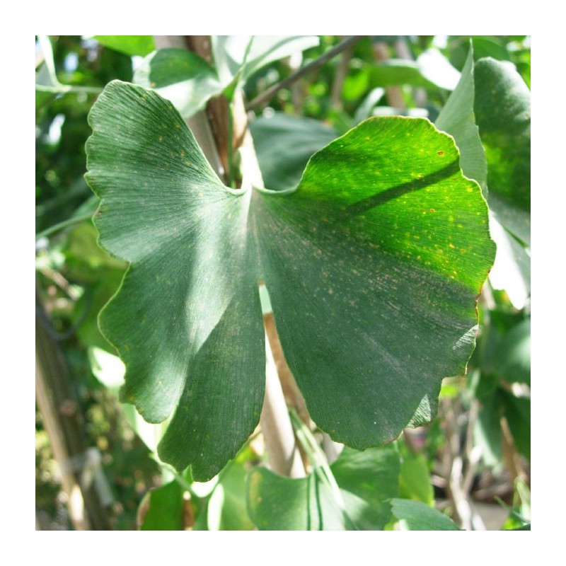 Ginkgo biloba