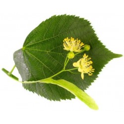 Tilia platyphyllos
