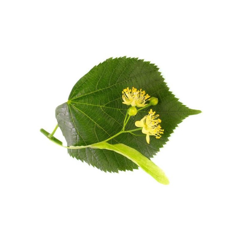 Tilia platyphyllos