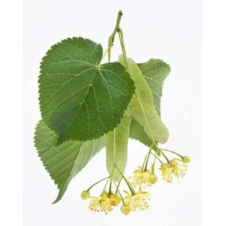 Tilia platyphyllos