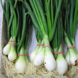 Cebolla babosa