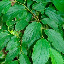 Celtis australis
