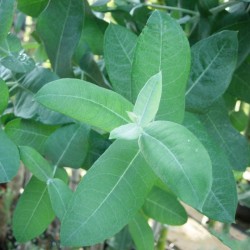 Eucalyptus globulus