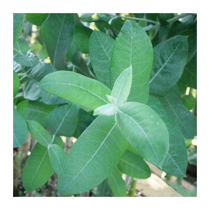 Eucalyptus globulus