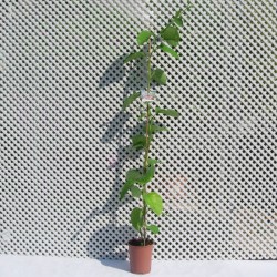 Passiflora quadrangularis