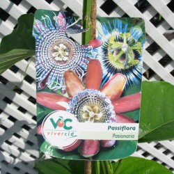 Passiflora quadrangularis