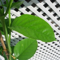 Passiflora quadrangularis