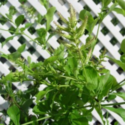 Plumbago capensis