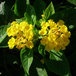 Lantana camara