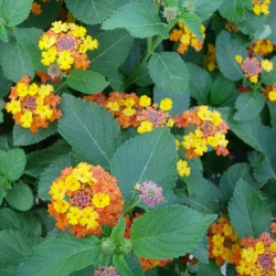 Lantana camara