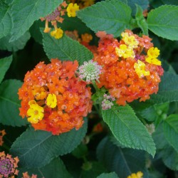 Lantana camara