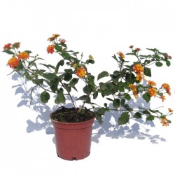 Lantana camara