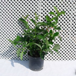 Viburnum lucidum