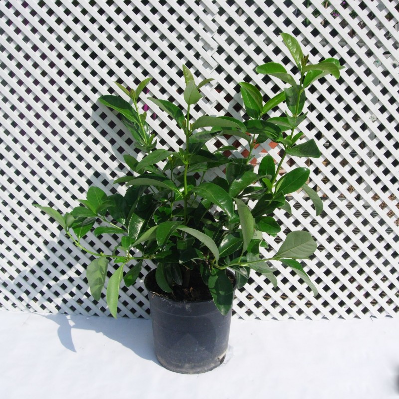 Viburnum lucidum