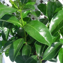 Viburnum lucidum