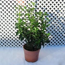 Viburnum tinus