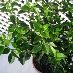 Viburnum tinus
