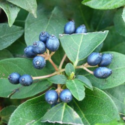 Viburnum tinus