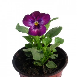 Viola cornuta