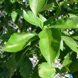 Naranjo salustiana