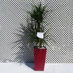 Dracaena marginata con maceta de autorriego