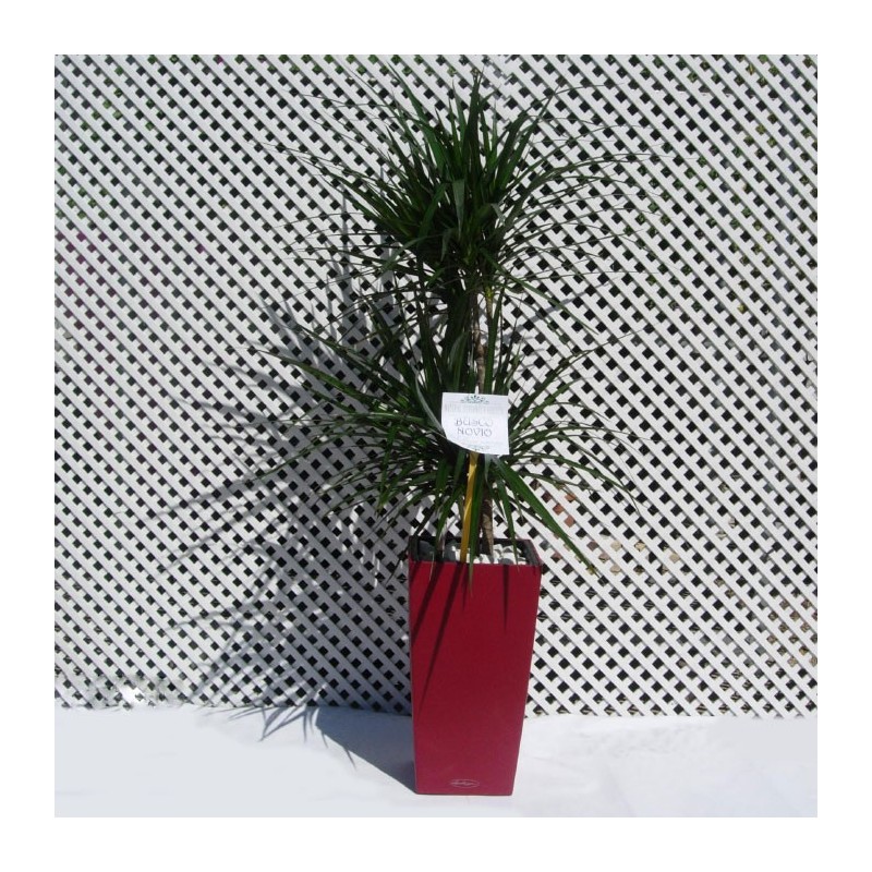Dracaena marginata con maceta de autorriego
