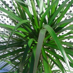 Dracaena marginata con maceta de autorriego