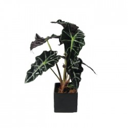 Alocasia polly